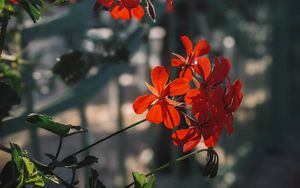 Preview wallpaper plant, flowers, petals, red, macro