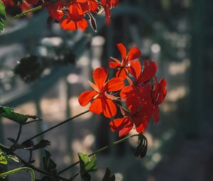 Preview wallpaper plant, flowers, petals, red, macro