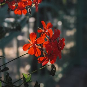 Preview wallpaper plant, flowers, petals, red, macro