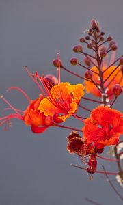 Preview wallpaper plant, flowers, petals, macro, red