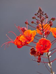 Preview wallpaper plant, flowers, petals, macro, red