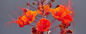 Preview wallpaper plant, flowers, petals, macro, red