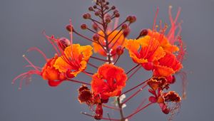 Preview wallpaper plant, flowers, petals, macro, red