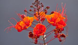 Preview wallpaper plant, flowers, petals, macro, red