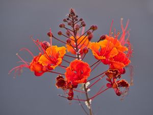 Preview wallpaper plant, flowers, petals, macro, red