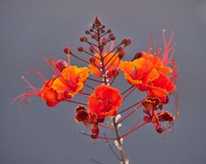 Preview wallpaper plant, flowers, petals, macro, red