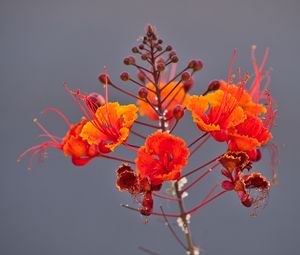 Preview wallpaper plant, flowers, petals, macro, red