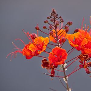 Preview wallpaper plant, flowers, petals, macro, red