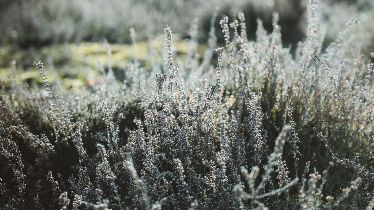 Wallpaper plant, flowers, wild, nature