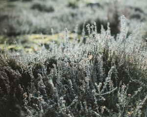 Preview wallpaper plant, flowers, wild, nature
