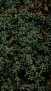 Preview wallpaper plant, foliage, grass, green