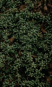 Preview wallpaper plant, foliage, grass, green