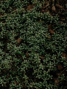 Preview wallpaper plant, foliage, grass, green