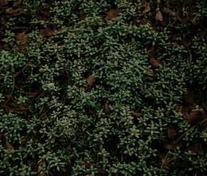 Preview wallpaper plant, foliage, grass, green