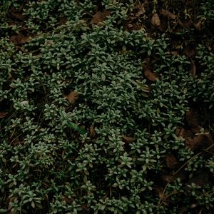 Preview wallpaper plant, foliage, grass, green