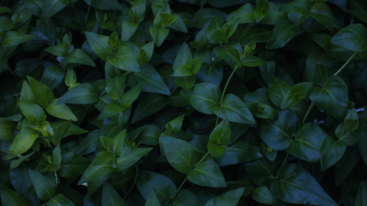 Wallpaper plant, foliage, green