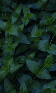 Preview wallpaper plant, foliage, green