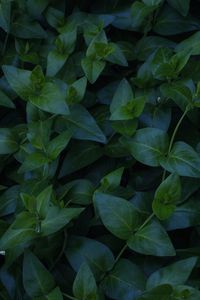 Preview wallpaper plant, foliage, green