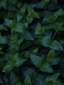 Preview wallpaper plant, foliage, green