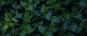 Preview wallpaper plant, foliage, green