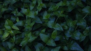 Preview wallpaper plant, foliage, green