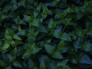 Preview wallpaper plant, foliage, green