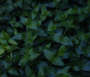 Preview wallpaper plant, foliage, green