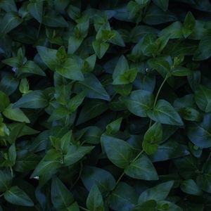 Preview wallpaper plant, foliage, green