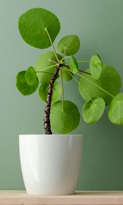 Preview wallpaper plant, foliage, indoor, houseplant