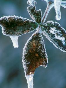 Preview wallpaper plant, frost, ice, light