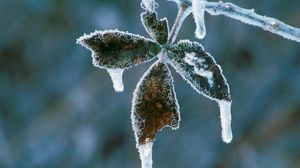 Preview wallpaper plant, frost, ice, light