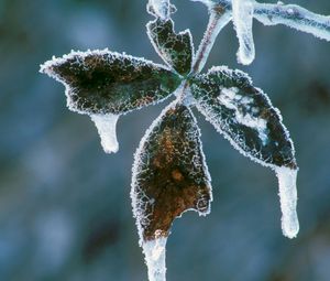 Preview wallpaper plant, frost, ice, light