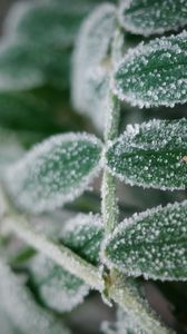 Preview wallpaper plant, frost, leaves, macro