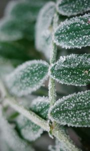 Preview wallpaper plant, frost, leaves, macro