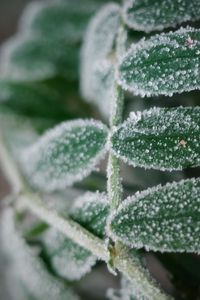 Preview wallpaper plant, frost, leaves, macro