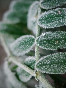 Preview wallpaper plant, frost, leaves, macro