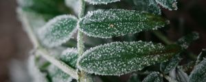 Preview wallpaper plant, frost, leaves, macro