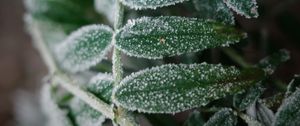 Preview wallpaper plant, frost, leaves, macro