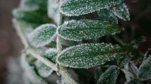 Preview wallpaper plant, frost, leaves, macro