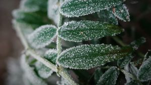 Preview wallpaper plant, frost, leaves, macro