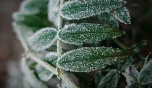 Preview wallpaper plant, frost, leaves, macro