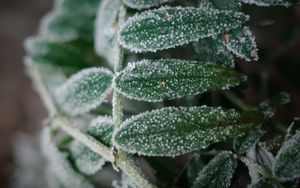 Preview wallpaper plant, frost, leaves, macro