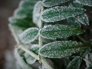 Preview wallpaper plant, frost, leaves, macro