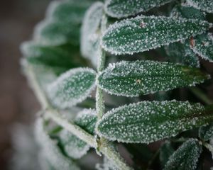 Preview wallpaper plant, frost, leaves, macro