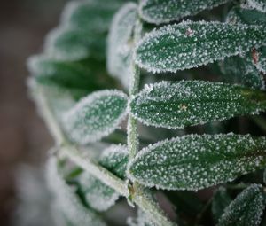 Preview wallpaper plant, frost, leaves, macro