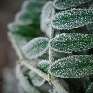 Preview wallpaper plant, frost, leaves, macro