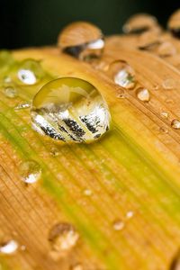 Preview wallpaper plant, grass, dew, drops, streaks