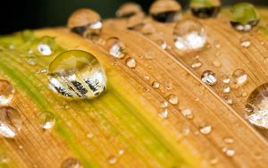 Preview wallpaper plant, grass, dew, drops, streaks