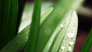 Preview wallpaper plant, grass, drops, form, greens