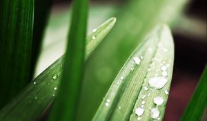 Preview wallpaper plant, grass, drops, form, greens